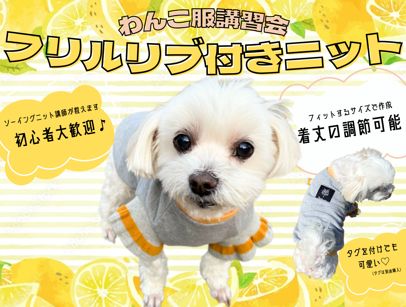 わんこ服講習会のお知らせ